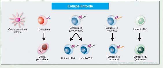 Tema 2. Células del sistema inmune Células linfoides Los linfocitos B tienen receptores específicos de antígenos.