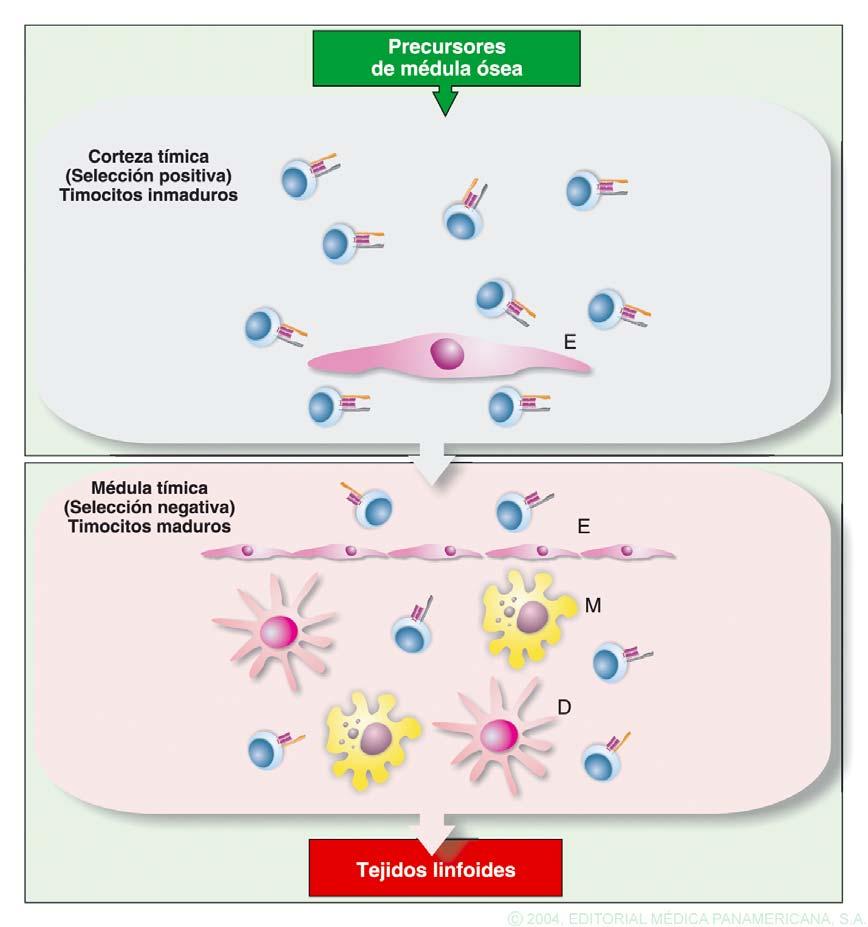 Tema 3. Órganos y tejidos del sistema inmune Órganos linfoides primarios Son los lugares donde se generan los linfocitos T y B inmunocompetentes: Médula ósea: produce linfocitos T y B.