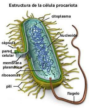 Ej: bacterias. Células eucariotas Las células eucariotas poseen un núcleo celular delimitado por una membrana.