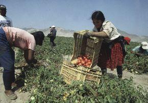 IMPORTANCIA DEL CULTIVO DEL TOMATE EN LA REGION En latinoamérica el cultivo del tomate es una actividad desarrollada principalmente por pequeños agricultores