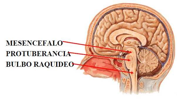 cerebral - en unión fosas media y posterior