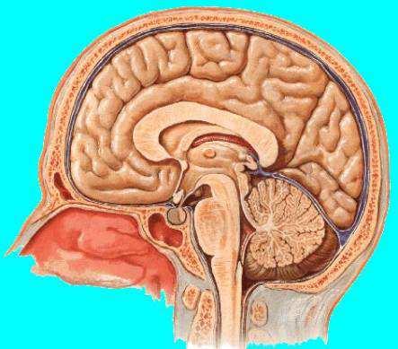 Cuarto ventrículo entre el tronco encefálico y el cerebelo. ar tsid pr