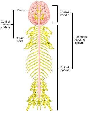 SNC : -encéfalo y médula espinal. - integra y relaciona la información sensitiva aferente, - se generan los pensamientos y emociones y - forma y almacena la memoria.