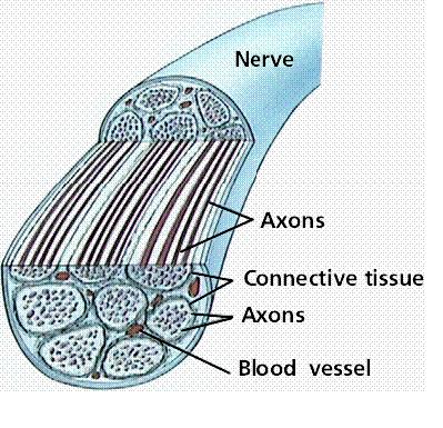 y células (fibras, células glandulares.