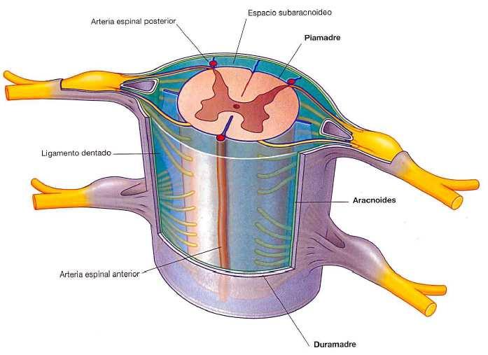 MENINGES Y LÍQUIDO CEREBROESPINAL El encéfalo y médula espinalson estructuras vitales que poseen estructuras que las protegen, una superficial que es la cubierta ósea dada por cráneo y columna