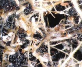 PRÍRUČKA MYRCAS 3. Prečo sa považuje za príklad správnej praxe? Mykorízy predstavujú vysoko vyvinuté a symbiotické prepojenia medzi niektorými pôdnymi hubami a koreňmi určitých rastlín.