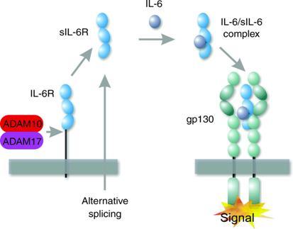 IL-6 Mechanism of Action Competitive Inhibition by Tocilizumab Signaling of IL-6 via Membrane Bound and