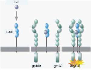 of T-cells Trans-signaling via the sil-6r: Expands the IL-6 responsiveness to all cells expressing