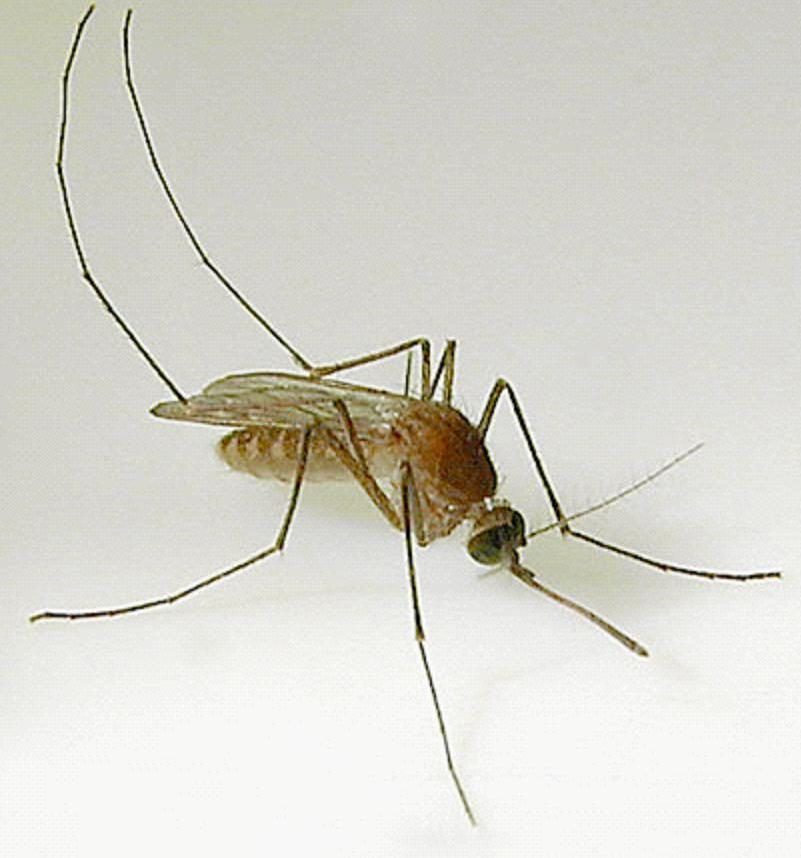 Mosquito trasmisor del Dengue