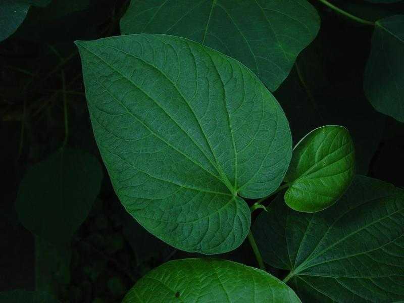 Planta 1. Chamomilla recutita (L.) Rauschert 2.