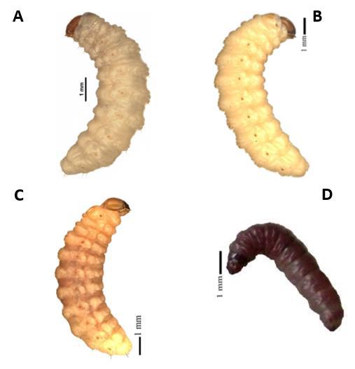 A, Heilipus lauri; B, Conotrachelus aguacatae; C, Conotrachelus