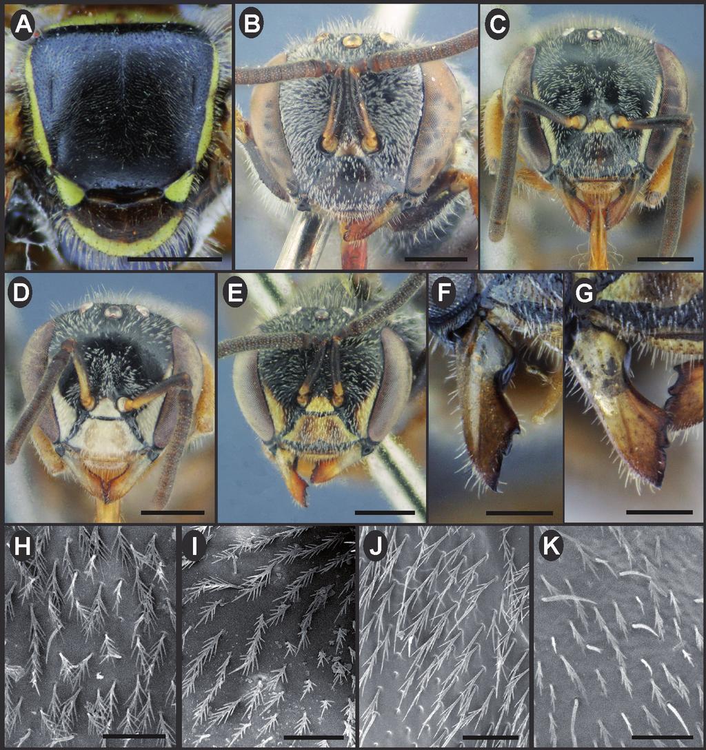 Alvarez et al.: Nueva especie de Plebeia y clave para las especies argentinas 71 Fig. 3. A, detalle del mesoescudo en vista dorsal de Plebeia droryana. B-E, cabeza en vista frontal. B, P.