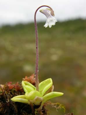 División Magnoliophyta, Clase Magnoliopsida, Familia Ericaceae Gaultheria antarctica Hook. f.