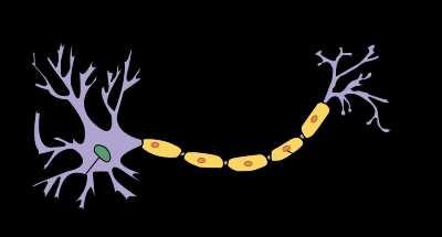 Slide 33 / 117 Tejido nervioso Las neuronas reciben información en las