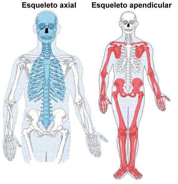 Slide 46 / 117 El esqueleto humano Nuestro esqueleto consta de 206 huesos individuales y se divide en dos regiones.