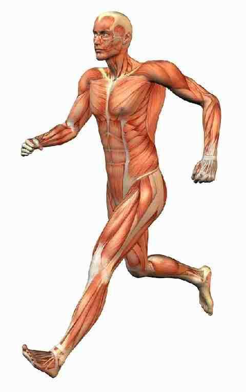 Slide 47 / 117 Sistema muscular El sistema muscular se compone de músculo esquelético, liso y cardíaco.