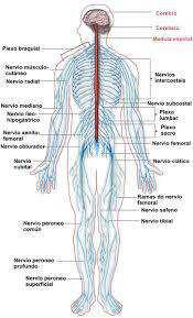 Slide 57 / 117 Divisiones del sistema nervioso La mayoría de los animales tienen un sistema nervioso que se divide en dos partes: Sistema Nervioso Central (SNC) - el cerebro y la médula espinal, que