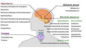 Segrega muchas hormonas que regulan el funcionamiento de otras glándulas