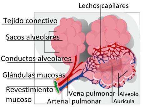 El intercambio de gases se produce a través de las membranas mucosas de los alvéolos a los capilares que