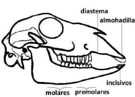 Slide 84 / 117 Variaciones estructurales En los animales la estructura del sistema digestivo varía en base a funciones necesarias.