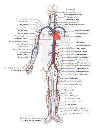 Slide 95 / 117 Sistema circulatorio cerrado En un sistema circulatorio cerrado, la sangre se limita a los vasos sanguíneos y es distinta a la del fluido intersticial.
