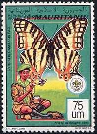 Lepidoptera : Saturniidae : Bunaea alcinoe + scout observando mariposa.