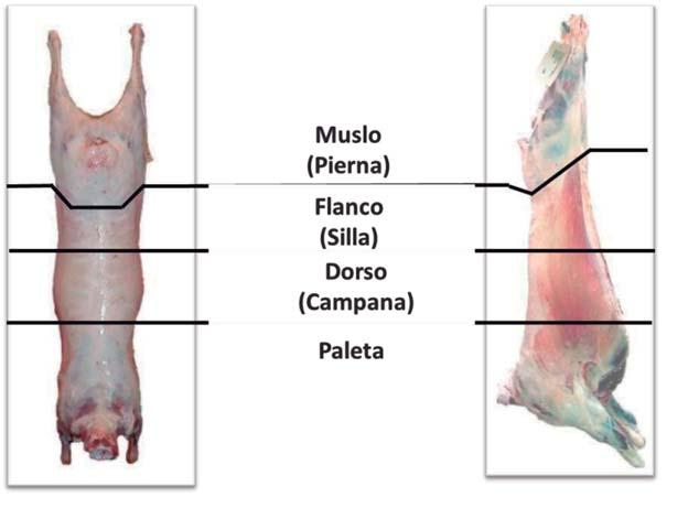 3º Auditoría de calidad de la cadena cárnica ovina del Uruguay - 2013 INIA Figura 8. Regiones determinadas para el registro de hematomas. 18 Cuadro 8.