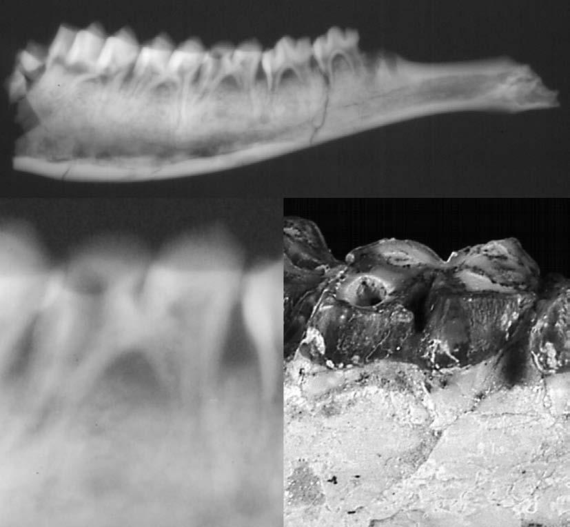 Estudio paleopatológico de una hemimandíbula de Tethytragus de Somosaguas Sala Burgos et al. Figura 2. Radiografía de la cara labial de la hemimandíbula SOM'N-2206.