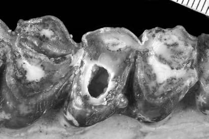 Sala Burgos et al. Estudio paleopatológico de una hemimandíbula de Tethytragus de Somosaguas Figura 3.