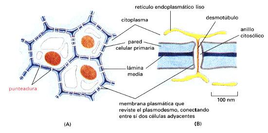 .. Plasmodesmos Las plantas carecen de uniones especializadas, la mayoría de las células vegetales se conectan entre si por medio de plasmodesmosomas.