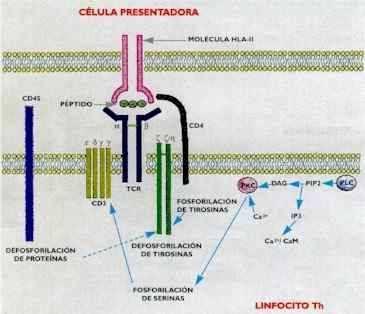 Receptores de Adhesión de la Superfamilia de Inmunoglobulinas 2.