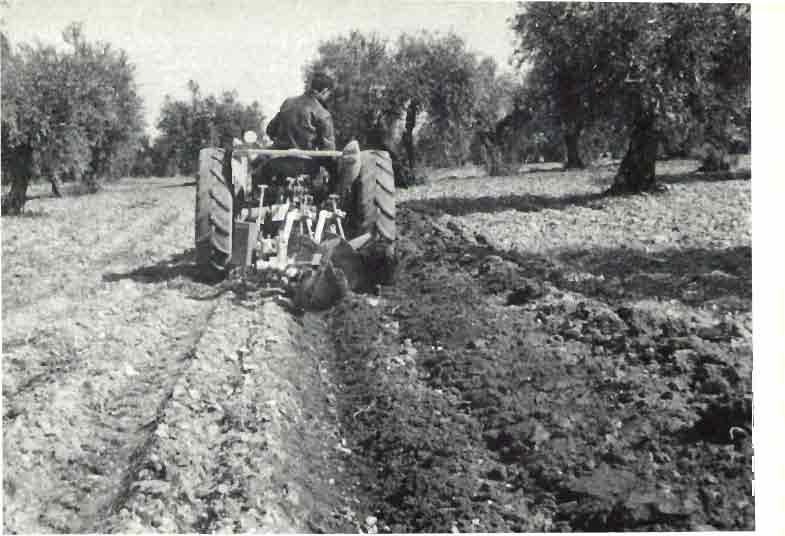 Fig. 4.-Un buen laboreo que permita la óptima utilización del agua disponible, es fundamental en las plantaciones de olivar. unos 50 cm. para la mayor parte de los suelos donde se implanta el olivar.