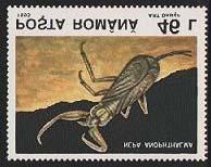 Coleoptera : Carabidae : Clivinia subterranea. Heteroptera : Nepidae : Nepa anophthalma. Hirundina (sangiguela) : Haemopis caeca.