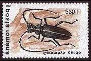 1996 Abril 16 : Coleoptera (5
