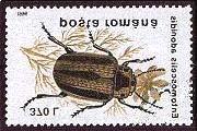 Coleoptera : Chrysomelidae :