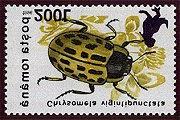 Coleoptera : Chrysomelidae : Chrysomela vigitipunctata.