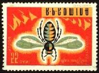 Hymenoptera : Apidae : Apis