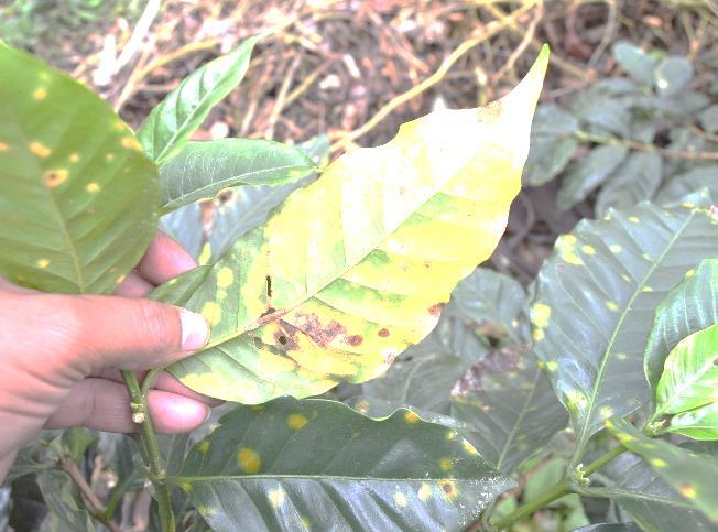1. GENERALIDADES Pag. 3 Qué es la Roya (Hemileia vastatrix)? Hongo exclusivo del cultivo del café.