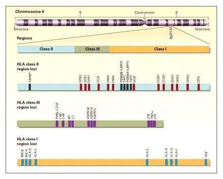Figura.1. Fuente. Vásquez Gloria. Complejo Mayor de Histocompatibilidad y Autoinmunidad 1999. Localización cromosómica de los componentes del complejo principal de histocompatibilidad.