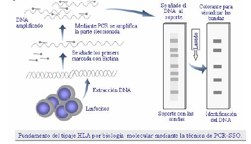Fig.7 Fuente. R. Solana y Col Fundamento del tipificaje HLA por biología molecular mediante de PCR-SSO. B.3.