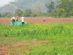 18 Manejo Técnico del Cultivo de Maíz Amarillo Duro en la Región San Martín El control manual es un método utilizado por pequeños agricultores que no