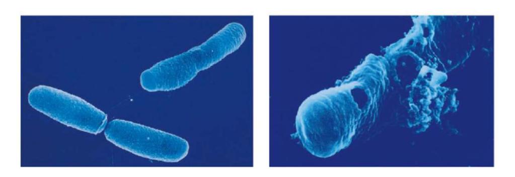 Acción bactericida de los β lactámicos PBPs: Participan en dos tipos de procesos: aumento de tamaño o