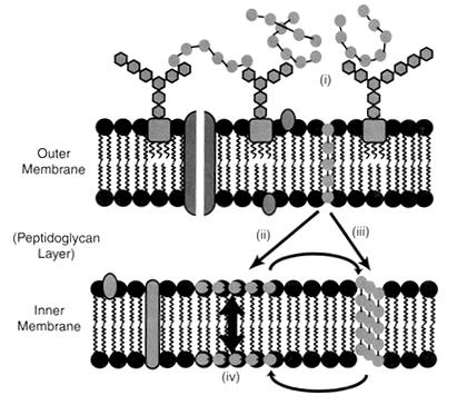 Antibióticos que interfieren con la membrana celular Polimixina B: Péptidos catiónicos que se insertan en la membrana.