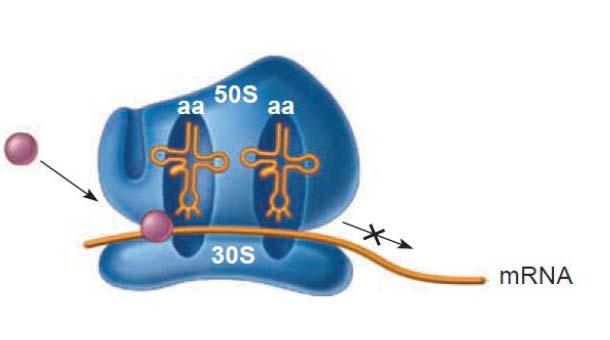 Antibióticos que inhiben la síntesis de proteínas Que actúan sobre la subunidad 50S del ribosoma Macrólidos y Lincosamidas: Estructura y Mecanismo de