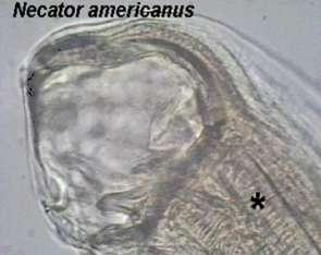 Necator americanus Cilíndricos, sexos  con 2
