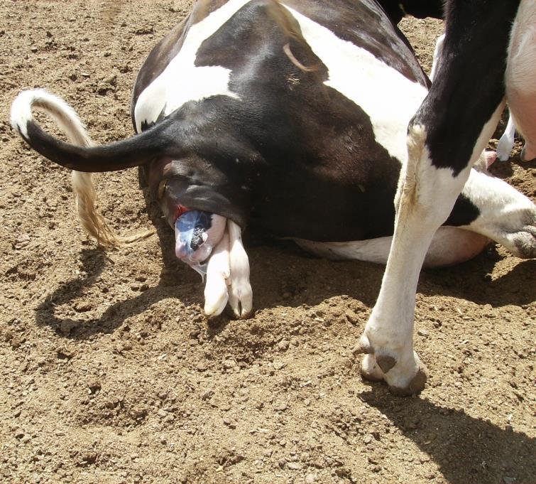 Expulsión Fetal ------ 1/2 a 2 La vaca normalmente se tumba.