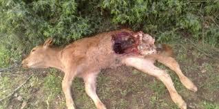 Ataque de animales Muerte o sacrificio necesario por ataque de animales salvajes o