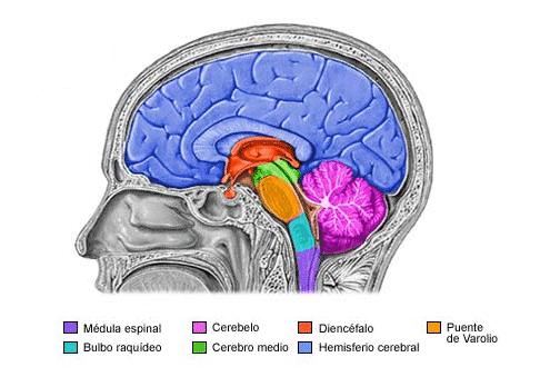 1. ENCÉFAL SNC: Encèfali Medul laespinal Diencèfal(tàlem i hipotàlem): Es localitza entre els dos hemisferis cerebrals.