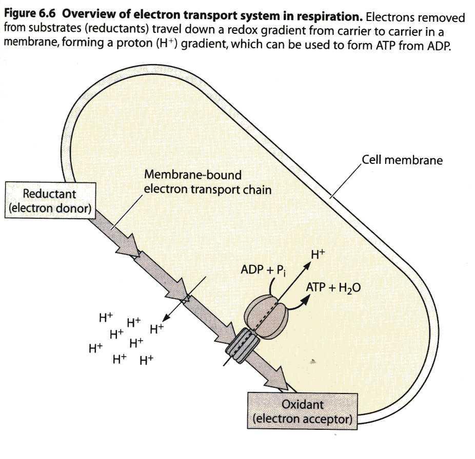 Transporte activo primario Conducido por el metabolismo generador de energía Exporte de H+ generado por respiración y fotosíntesis Exporte
