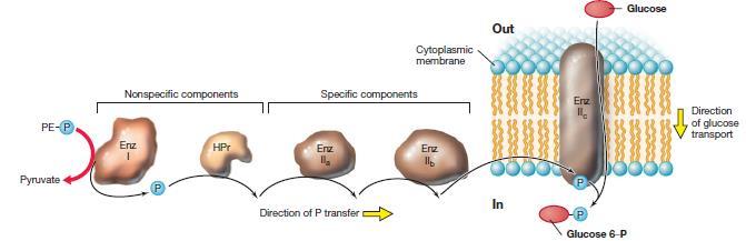 Sistema de las Fosfotransferasas (PTS) El soluto es modificado (fosforilado) durante el transporte El donor de P es el fosfoenol piruvato (PEP), intermediario de la glicólisis Transporte
